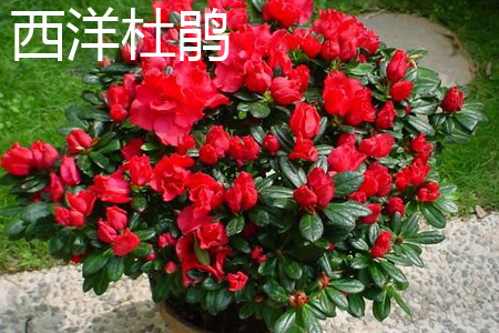 Rhododendron plant