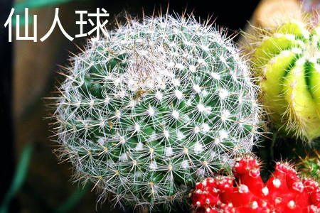 Cactus morphology