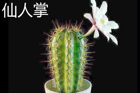 Cactus morphology