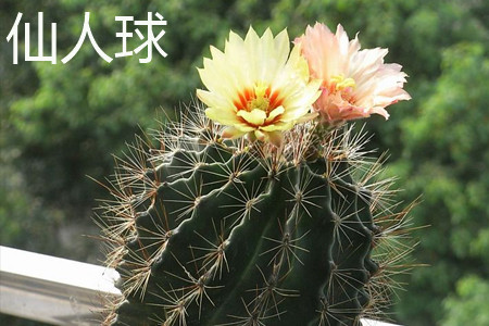 Cactus flower