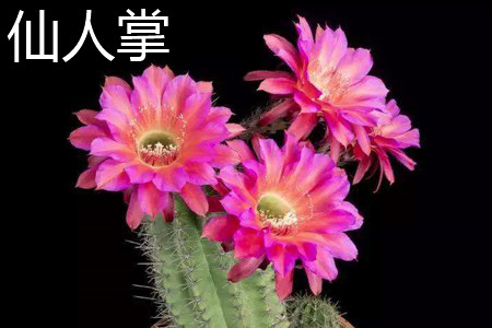 Cactus flower