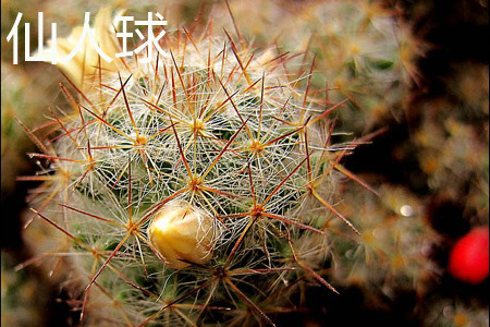 Cactus fruit