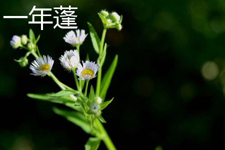 Annual canopy plant