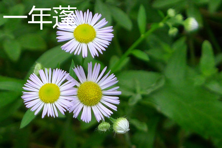 Annual canopy flower