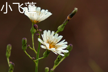 Small Peganum flower