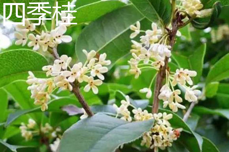 four seasons osmanthus