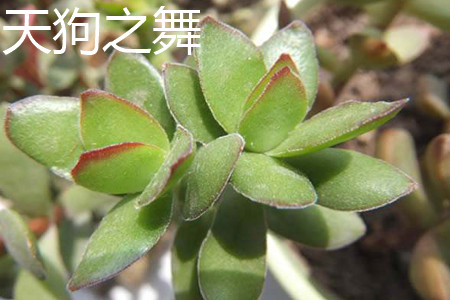 Crassula Dejecta 