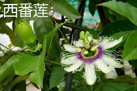 passionflower