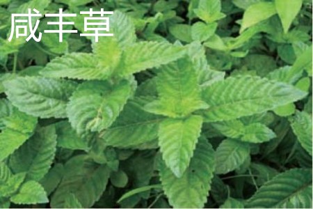 Xianfeng grass leaf