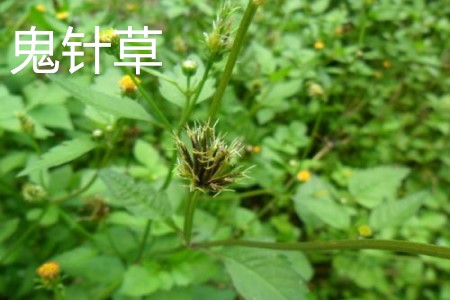 Bidens bipinnata leaves