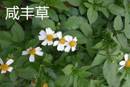 Xianfeng grass flower