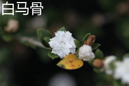 White horse bone flower