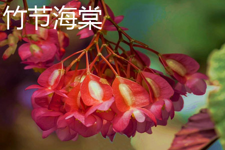 Bamboo Begonia