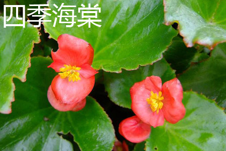 Begonia semperflorens