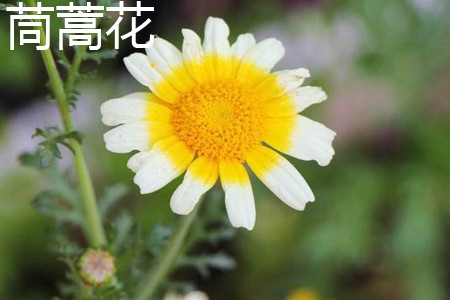 Chrysanthemum flower