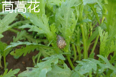 Chrysanthemum leaf