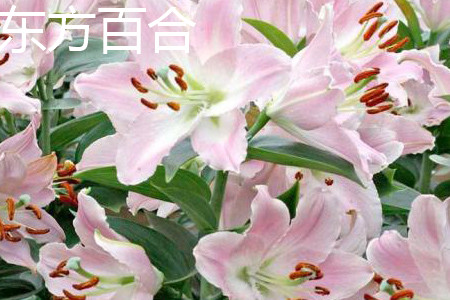 Oriental Lily Flower