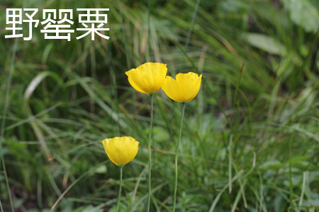 Iceland Poppy