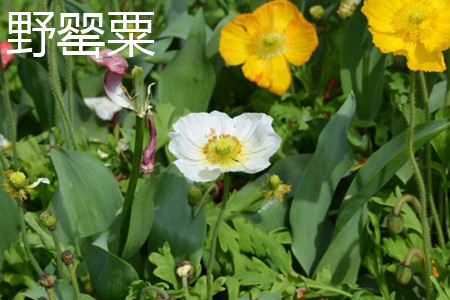 Iceland Poppy