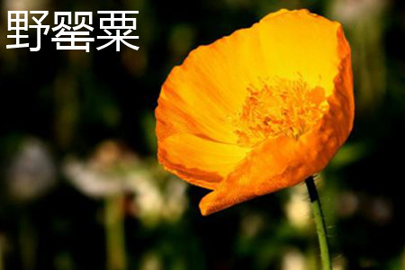 Iceland Poppy