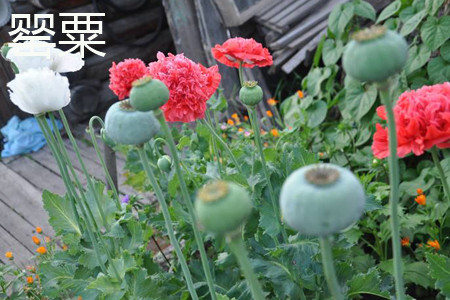 opium poppy