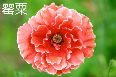 opium poppy