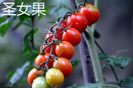 Cherry Tomatoes