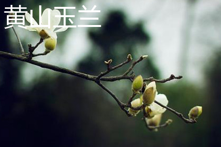 Huangshan Magnolia