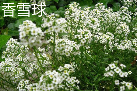 sweet alyssum