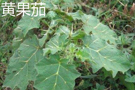 Yellow fruit eggplant