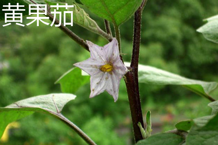 Yellow fruit eggplant