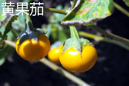 Yellow fruit eggplant