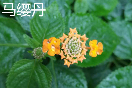 Lantana camara