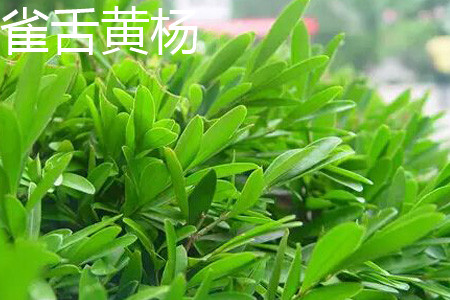 Buxus japonicus