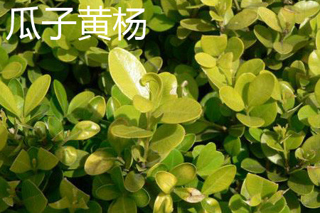 Melon seeds Cyclovirobuxine