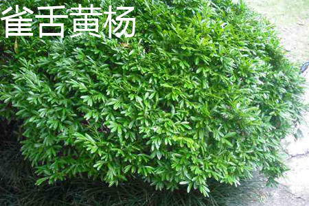 Buxus japonicus