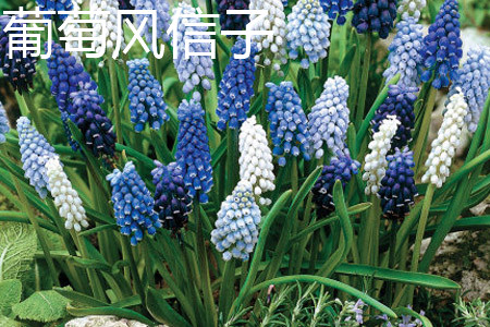 Grape hyacinth leaf