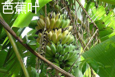 Banana fruit