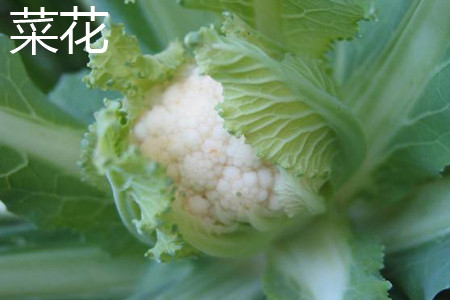 Cauliflower