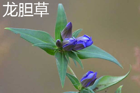 gentian