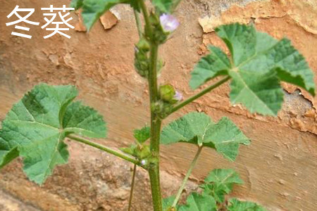 Winter sunflower plant