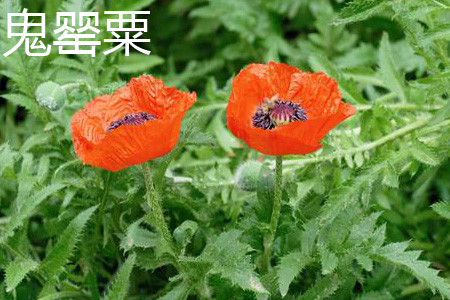 Papaver orientale