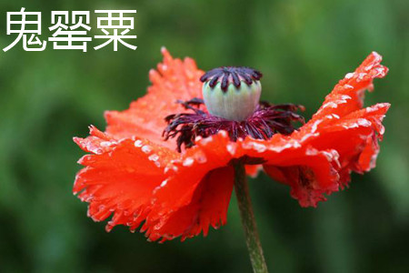 Papaver orientale