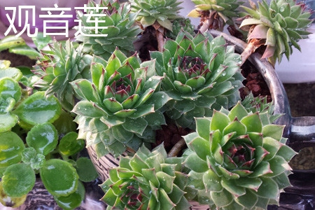 Guanyin lotus plant