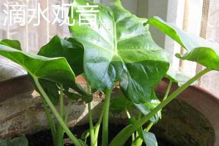 Alocasia macrorrhiza