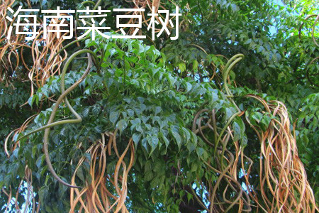 Trunk of Hainan bean tree