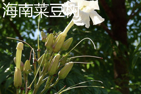 Hainan bean tree flowers