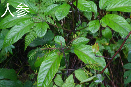 Ginseng leaves