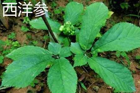 American ginseng leaves