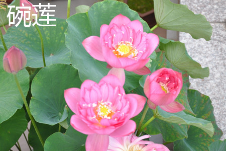 Bowl lotus